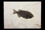 Huge, Fossil Fish (Phareodus) - Exceptional Specimen! #144007-1